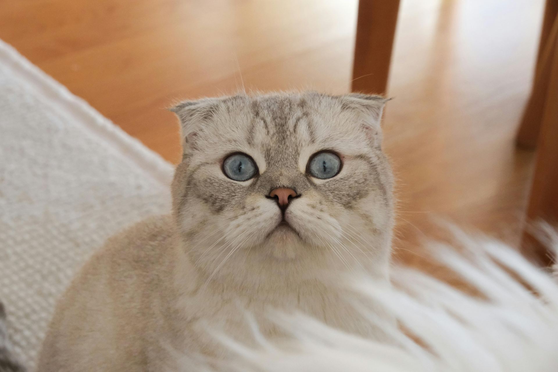 Scottish Fold | Chincila Variations kitten available in Chadoora