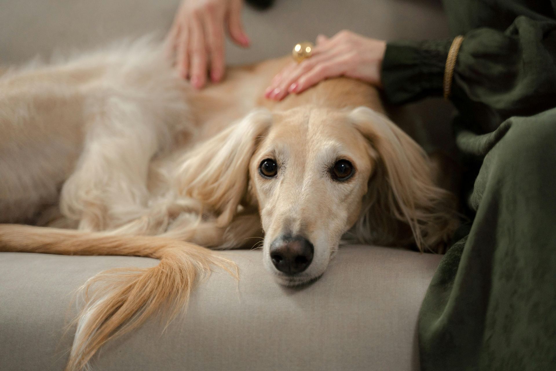 Afghan Hound Puppy for sale in Almora Main Bazaar