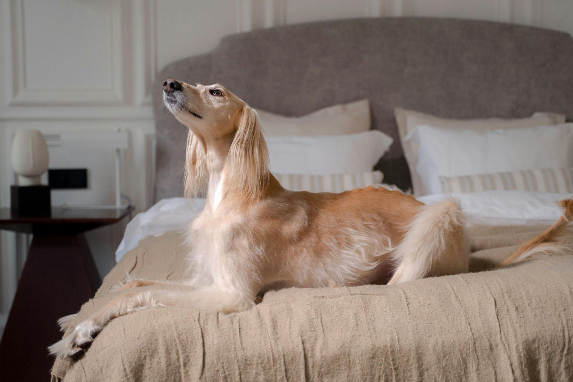 Afghan Hound Puppy available in Almora Main Bazaar