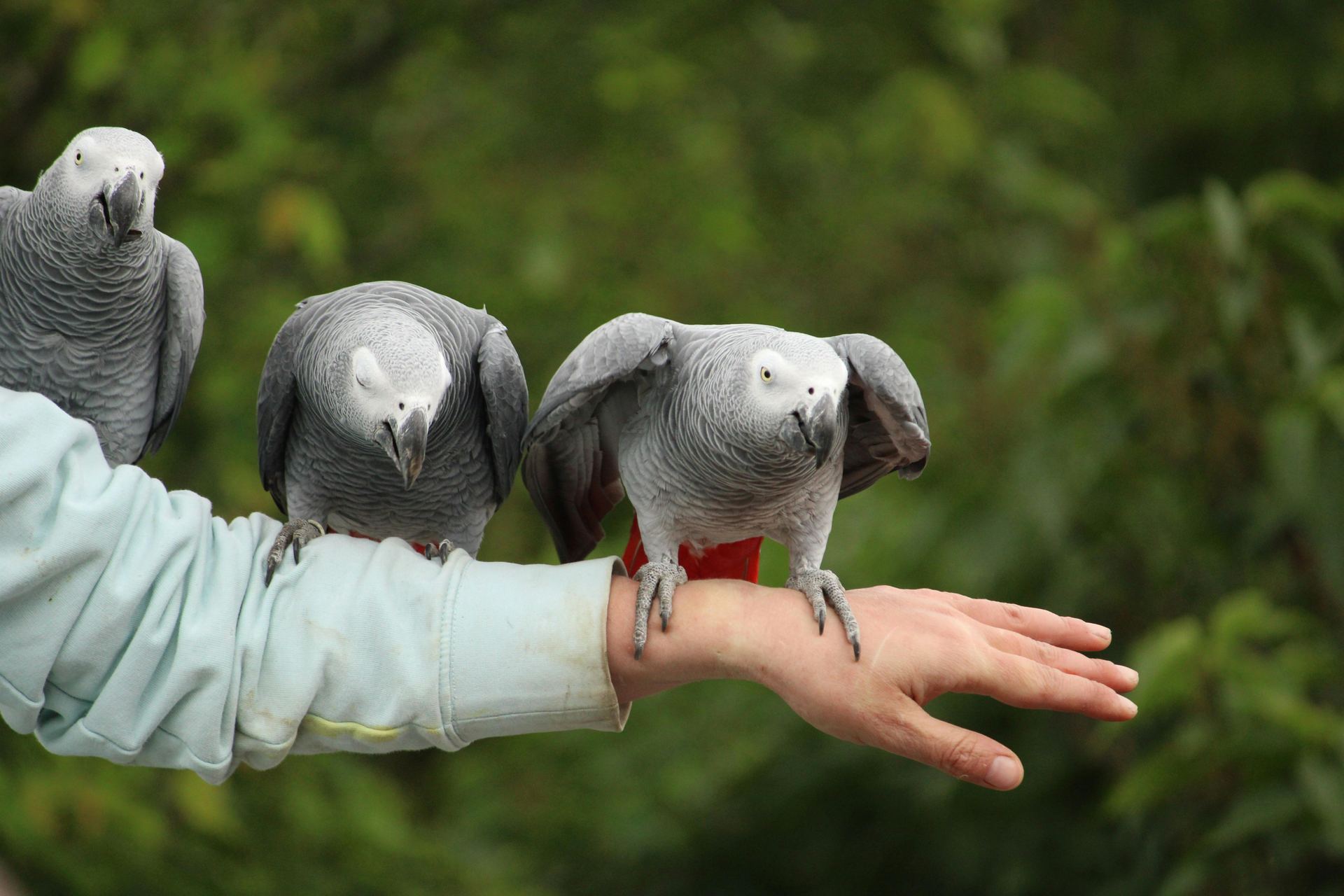 African Grey Parrot bird in Loran