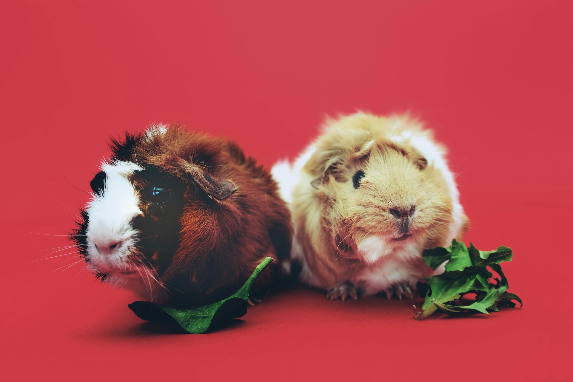 Guinea Pig Babies for sale in Main Bazaar Rishikesh Tapovan