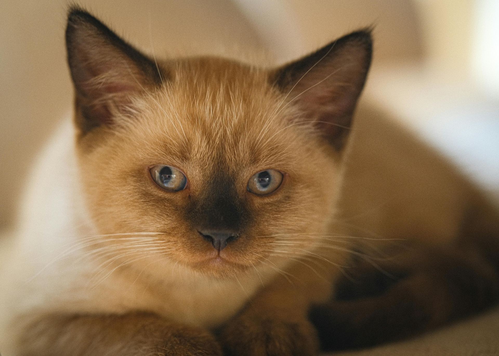 Siamese Kitten kitten available in Dhariwal Road