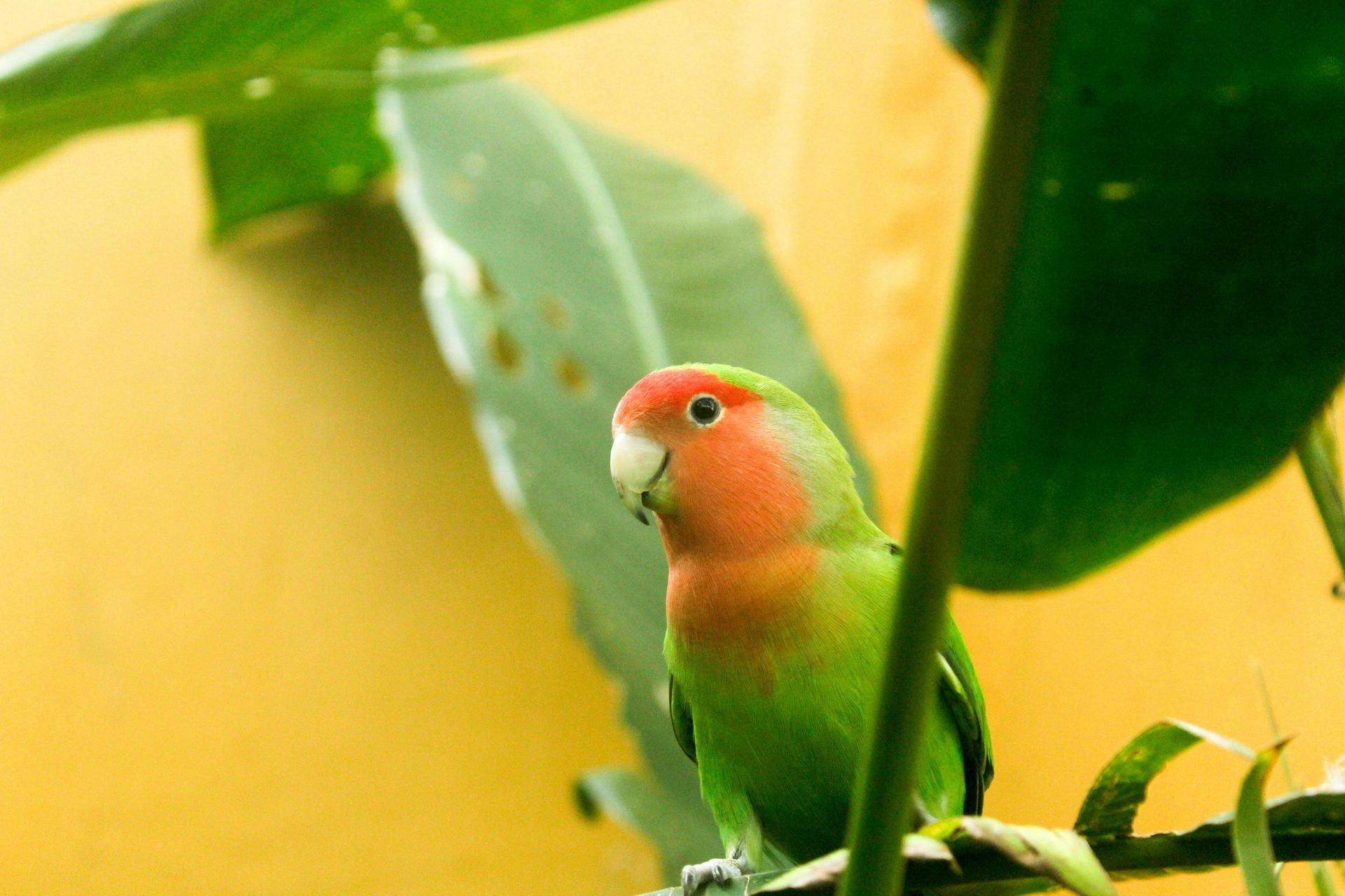 African Love Birds | Peach Face for sale in Old Rishikesh