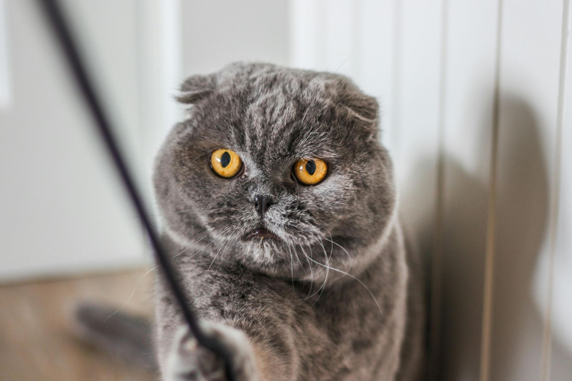 Scottish Fold Kitten | Standard Grey for sale in Sector 21