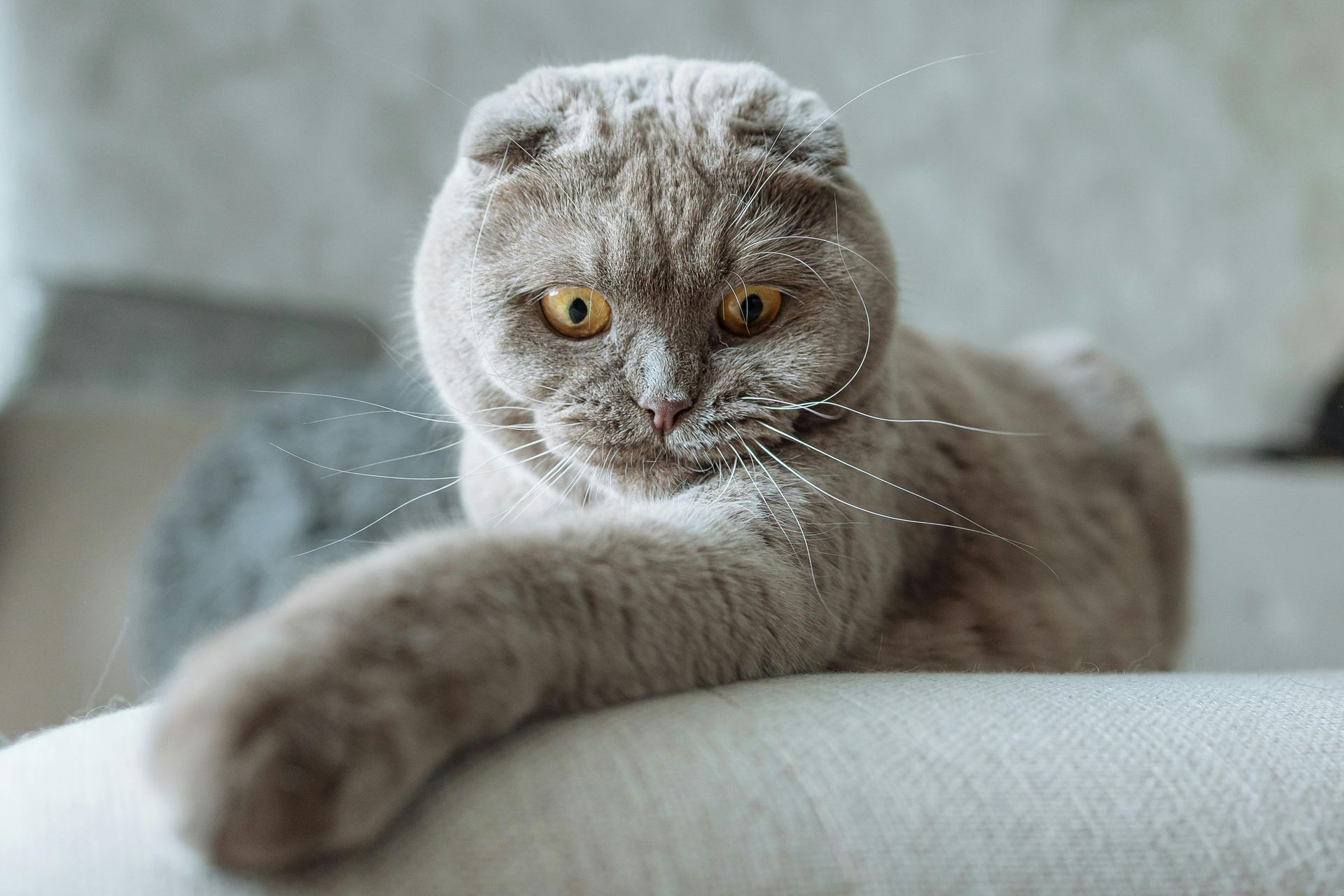 Scottish Fold Kitten | Standard Grey cat in Sector 21