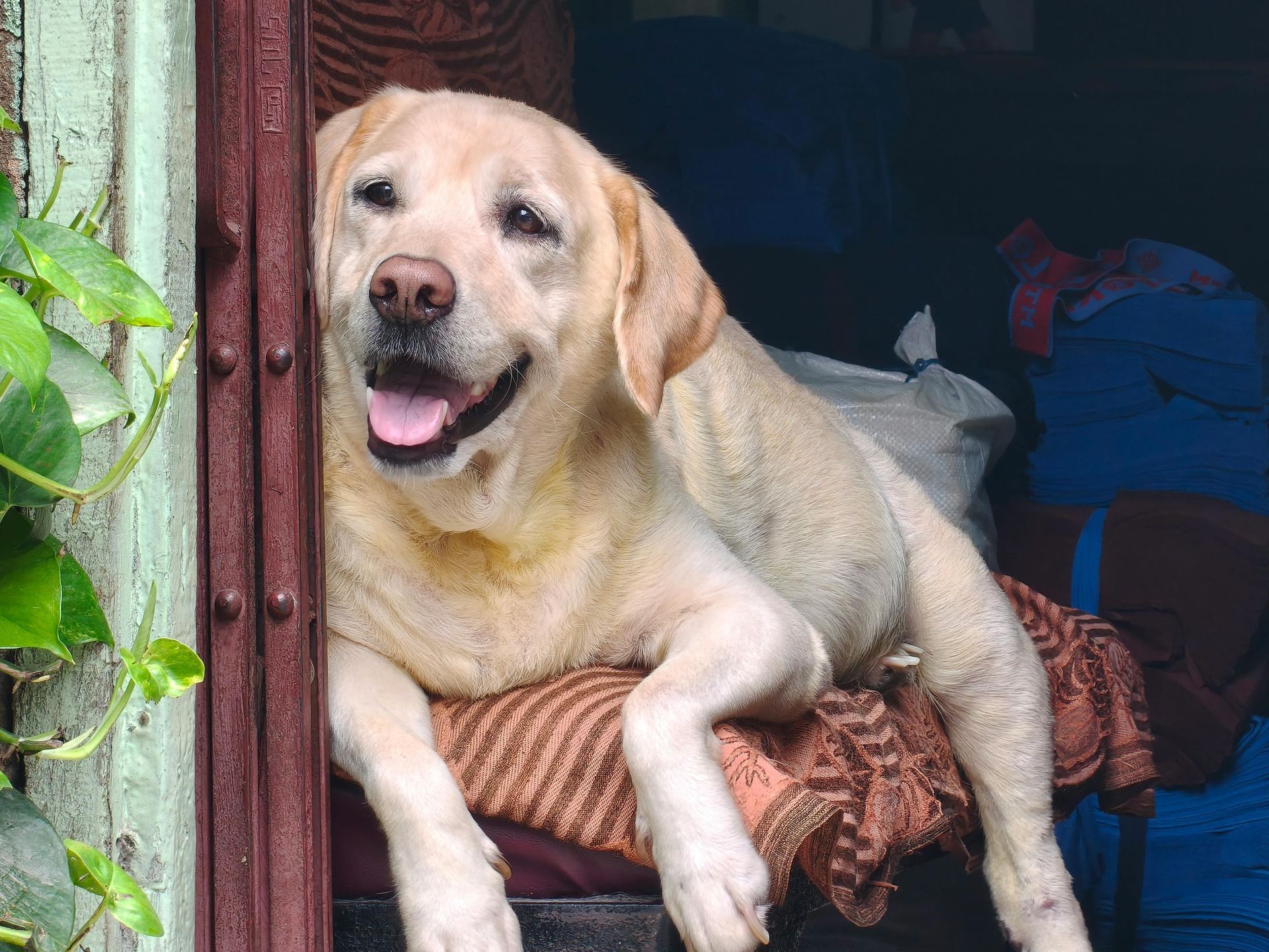 Labrador Retriever Puppy | Fawn Color available in Main Bazaar Tanda Umar