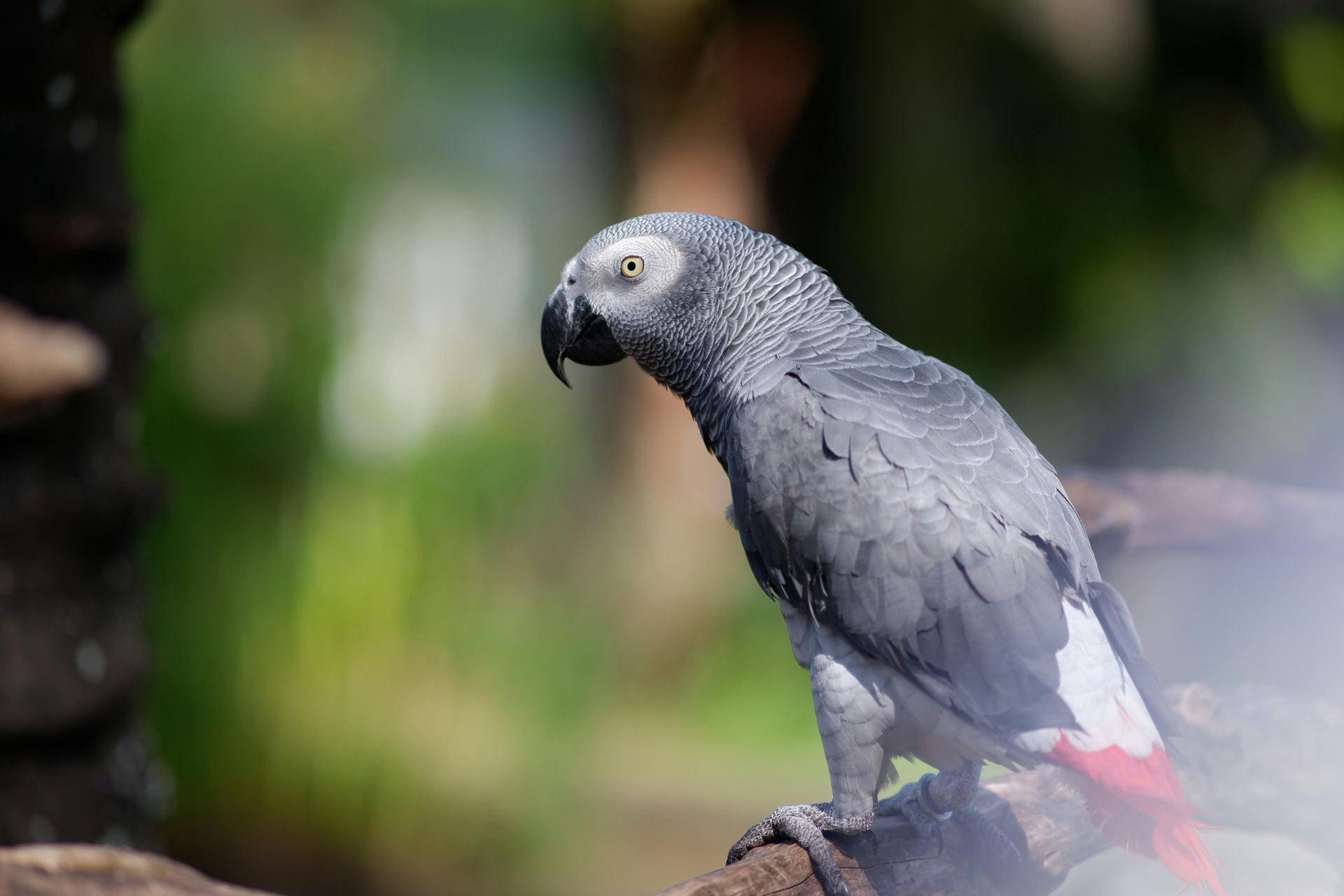 African Grey Parrot available in Loran