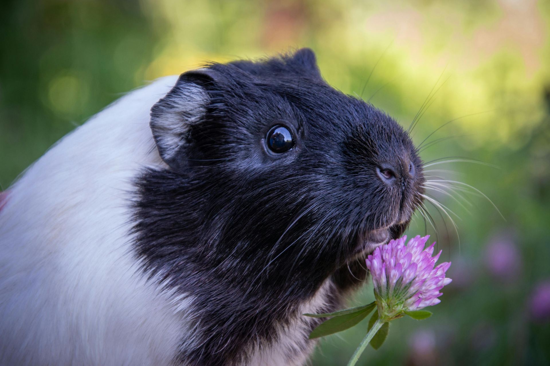 Guinea Pig Babies available in Main Bazaar Rishikesh Tapovan