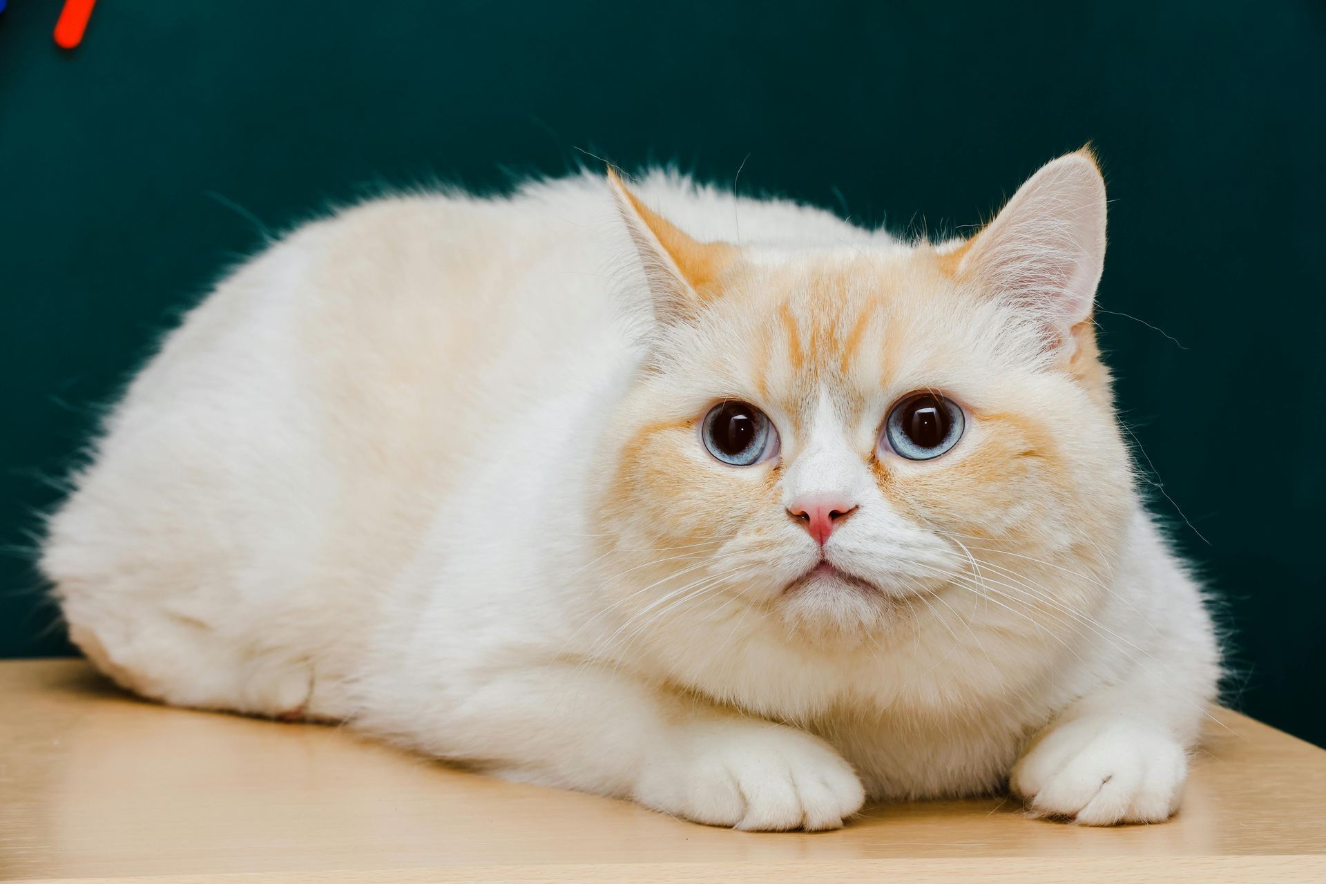 Exotic Short Hair Kittens kitten available in New Rishikesh