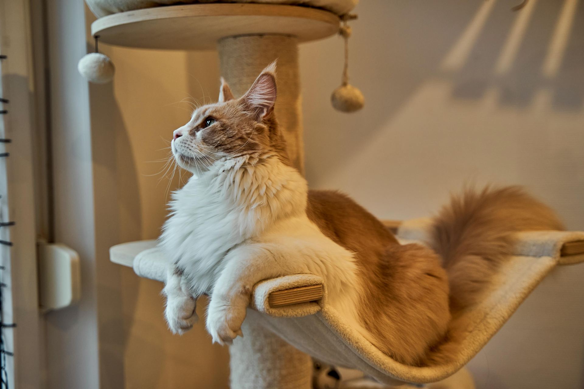 Maine Coon Kitten for sale in Ghumarwin Road