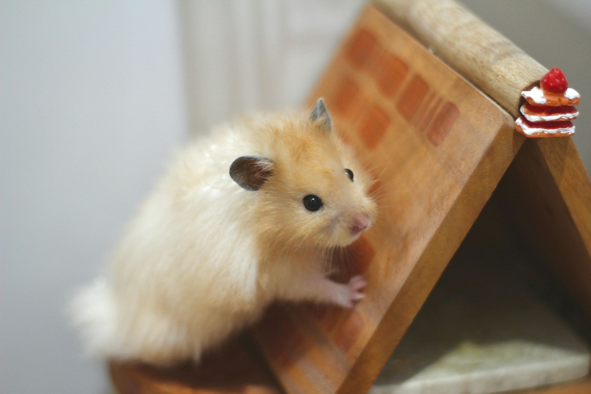 Hamsters for sale in Amloh