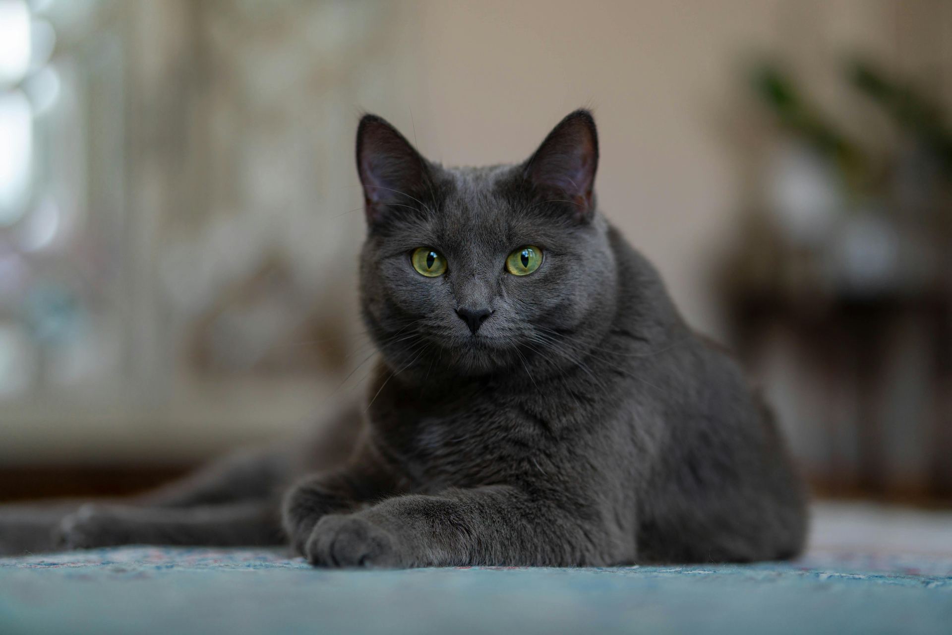 British Short Hair Kittens kitten available in Chamoli