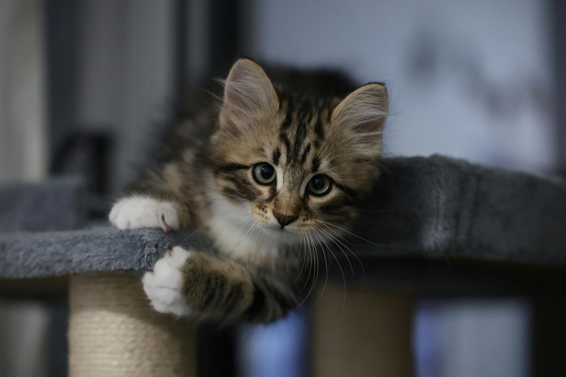 Siberian Kitten kitten available in Chitragam