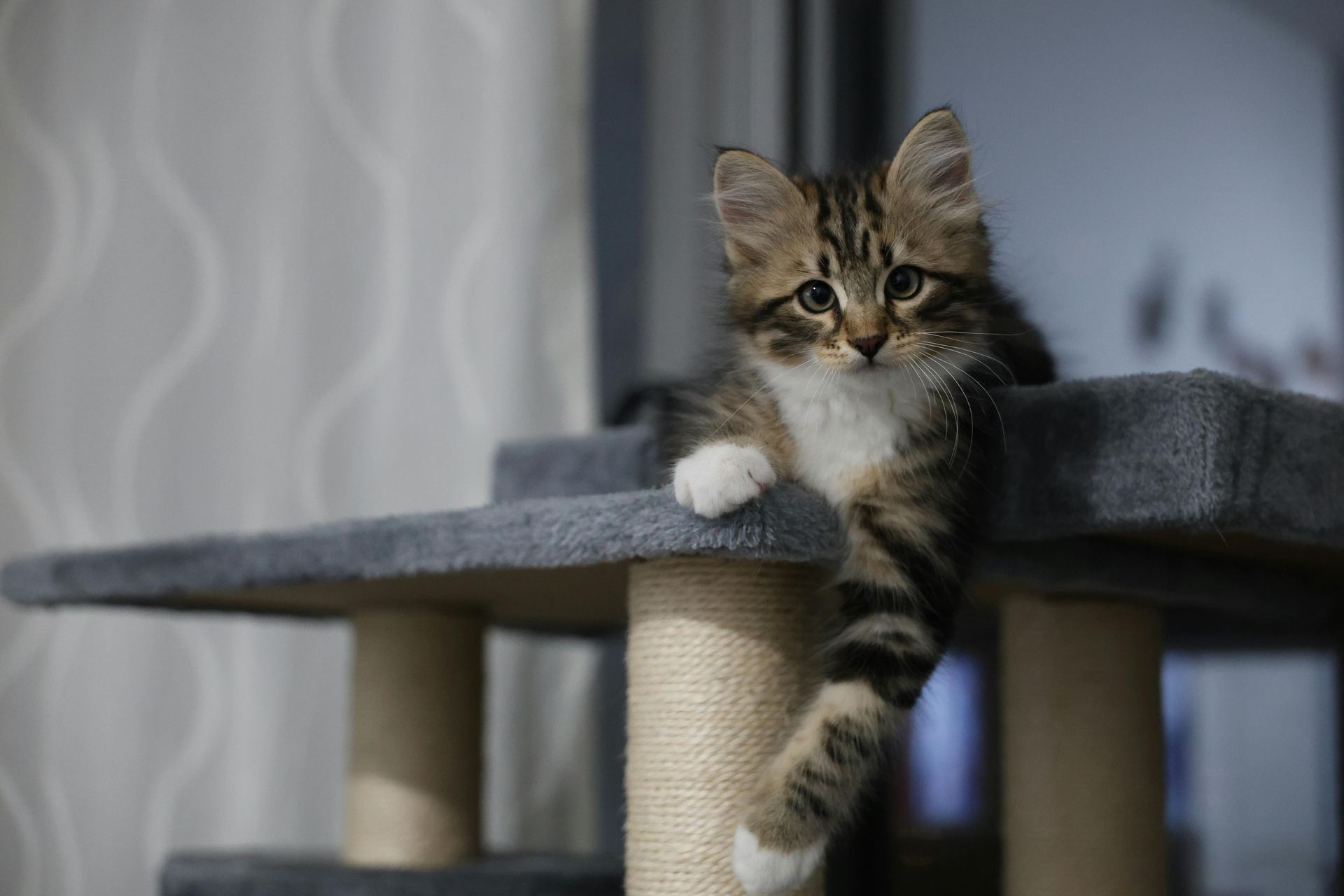 Siberian Kitten cat in Chitragam