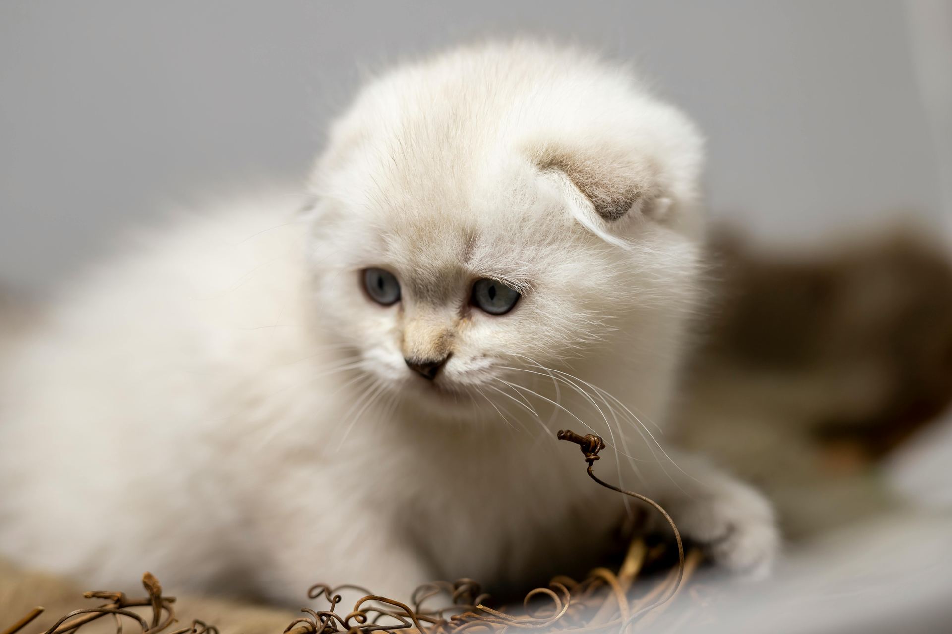 Scottish Fold | Chincila Variations for sale in Chadoora