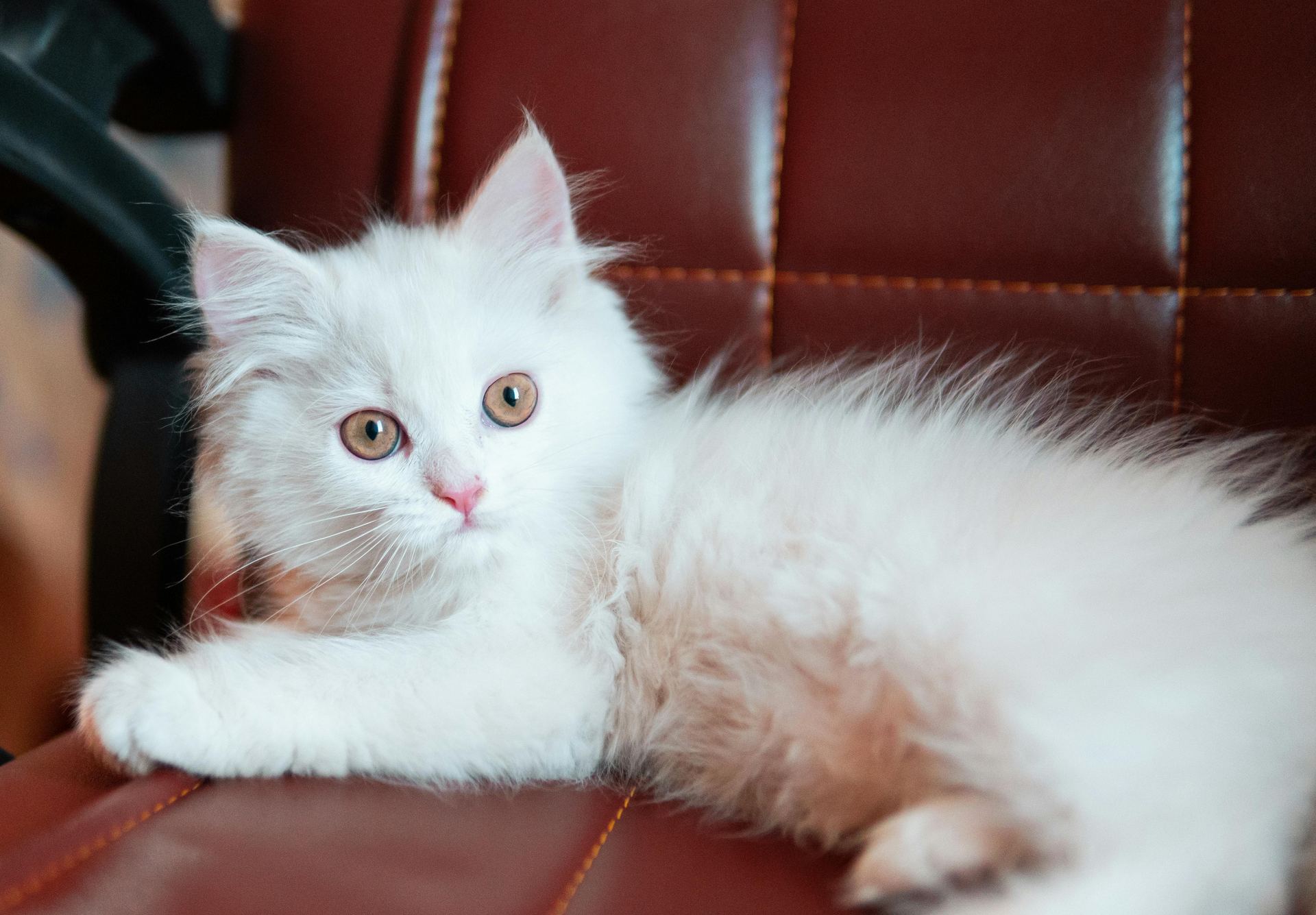 Doll Face Persian Kitten cat in Almora Main Bazaar