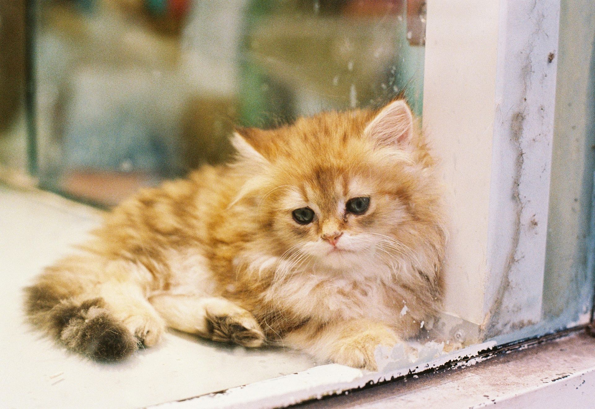Doll Face Persian Kitten kitten available in Almora Main Bazaar