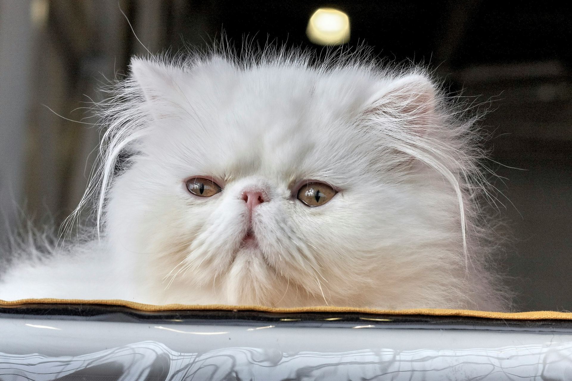 Persian Kitten (Punch Face) kitten available in Gadherni