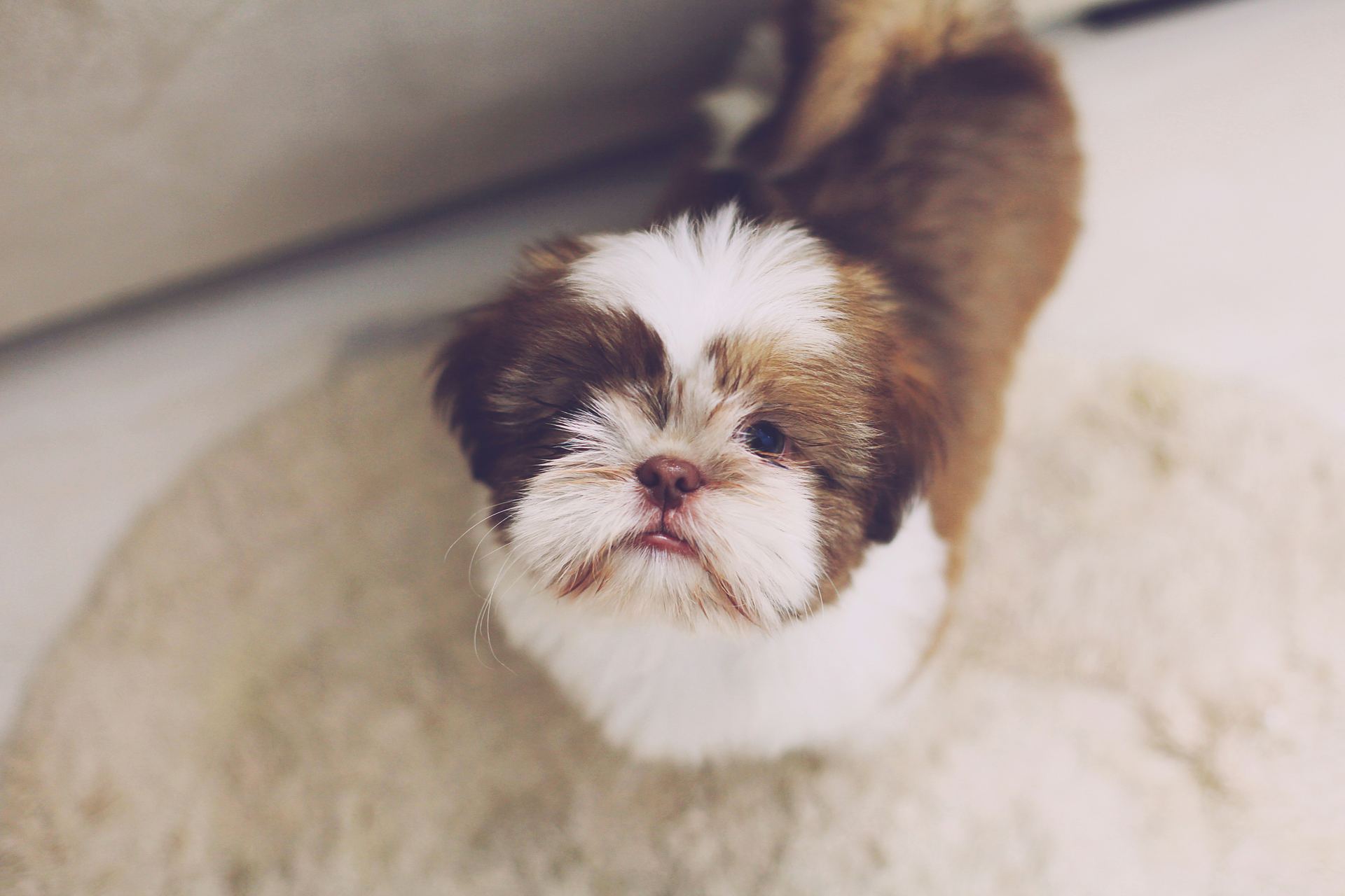 Shih Tzu Puppy Brown & White for sale in Main Bazaar Derabassi