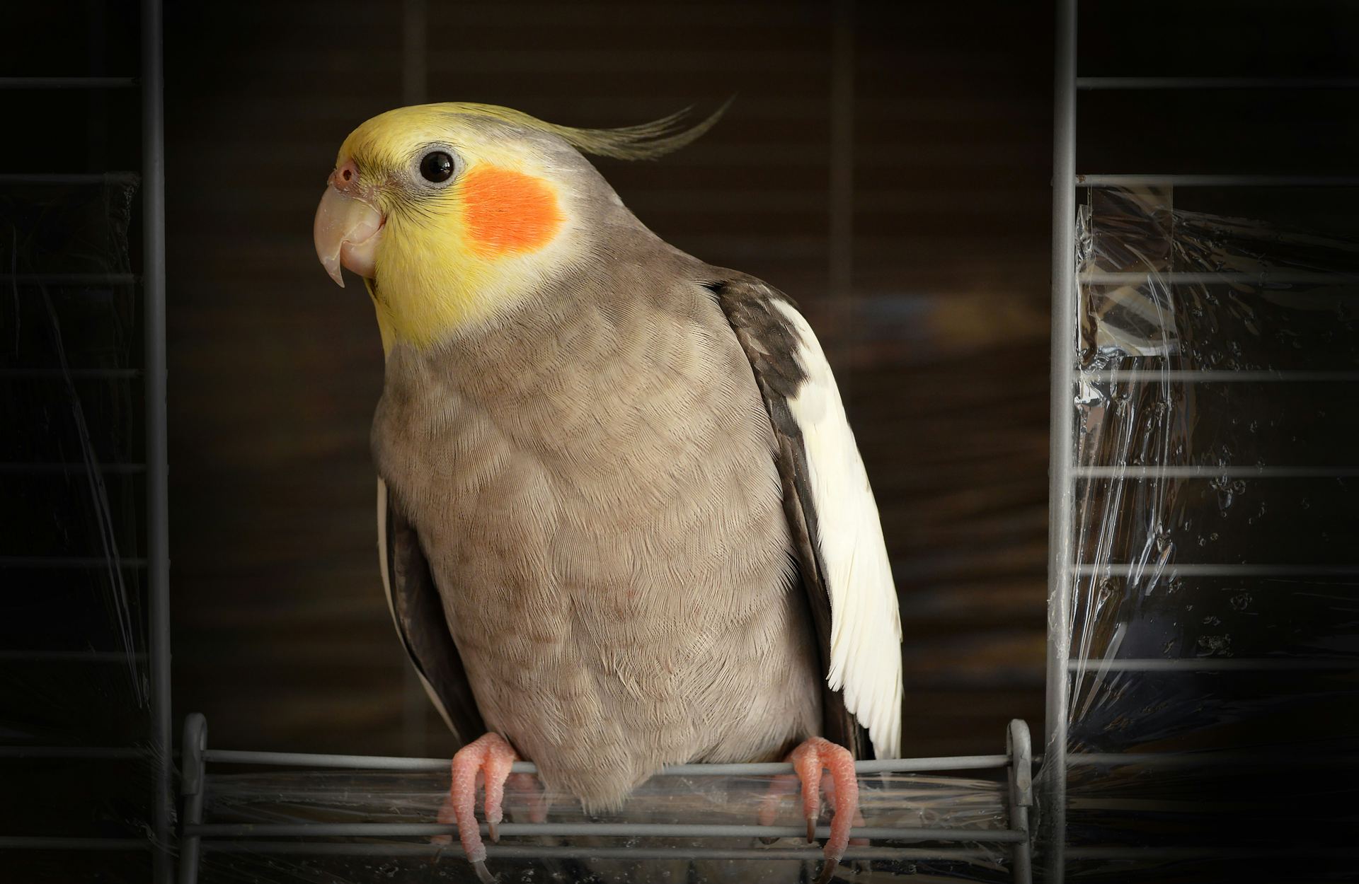 Buy Cockateils in Dhanas