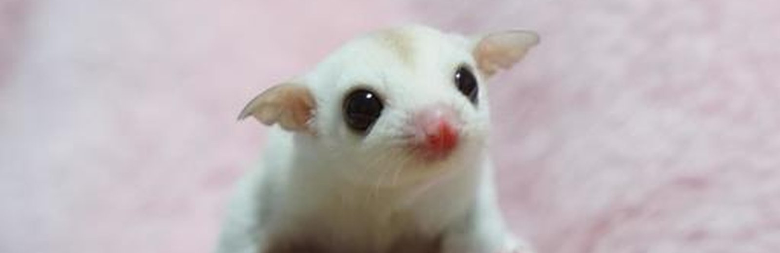 Small Animals & Exotic Pets