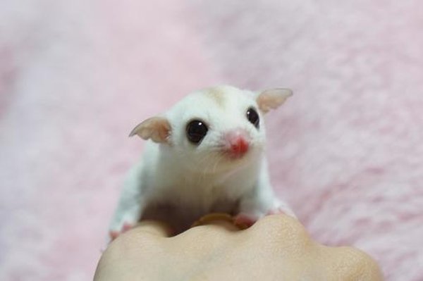 Small Animals & Exotic Pets