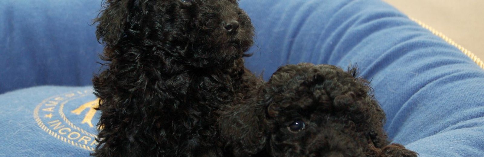 Dogs & Puppies