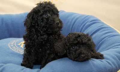 Toy Poodle Puppy | Black Color