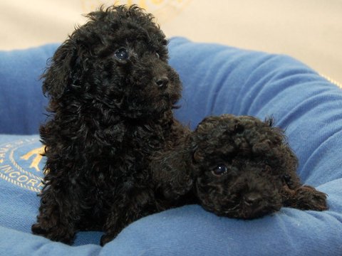 Toy Poodle Puppy | Black Color - Toy Poodle Puppy