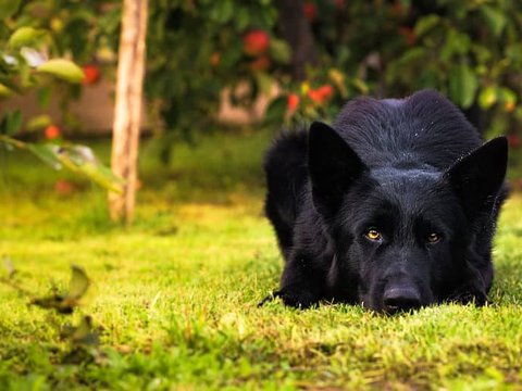 German Shepherd | Pure Black - German Shepherd Puppy | Z Black