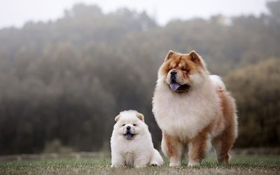 Chow Chow Puppy