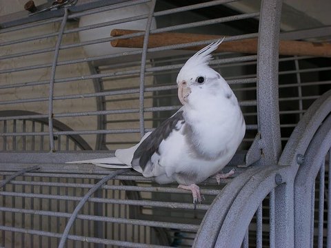 Cockatiel White Face - Cockatiel | White Face