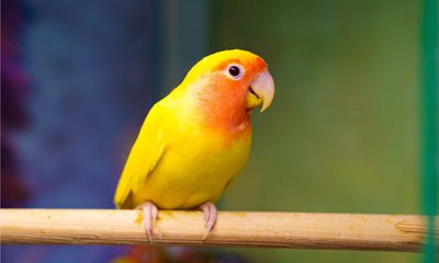 African Love Birds Yellow & Orange