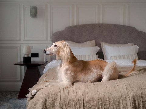 Afghan Hound Puppy - Afghan Hound Puppy