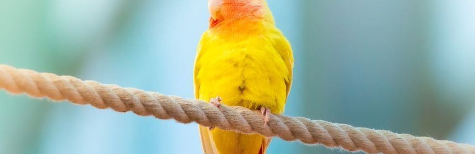 Exotic Birds & Chicks