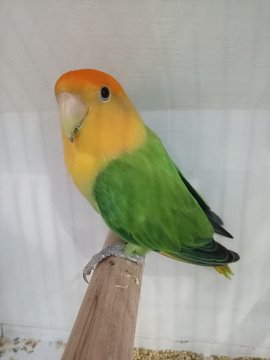 African Love Birds | Opaline - African Love Birds | Opaline