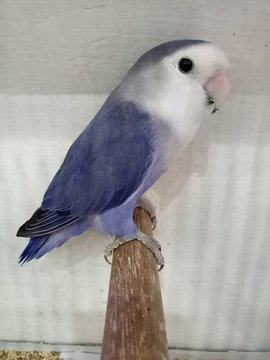 African Love Birds | Violet - African Love Birds | Violet