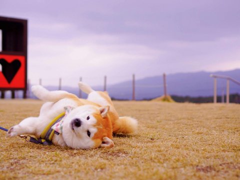 Akita Inu Puppy - Akita Inu Puppy