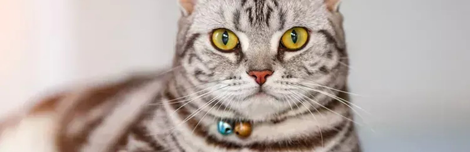 Cats & Kittens