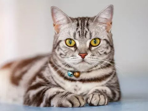 American Short Hair Kitten - American Short Hair Kitten