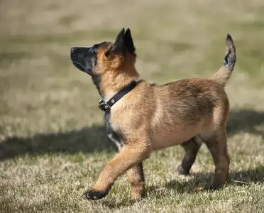 Belgian Malinois Puppy