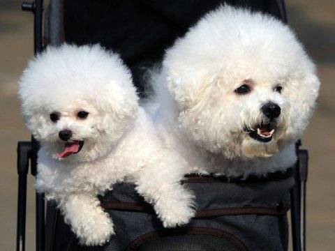 Bichon Frise Puppy - Bichon Frise Puppy