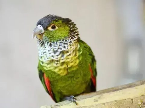 Black Capped Conure - Black Capped Conure