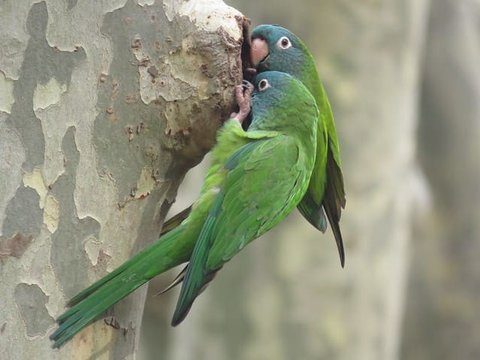 Blue Crown Conure - Blue Crown Conure