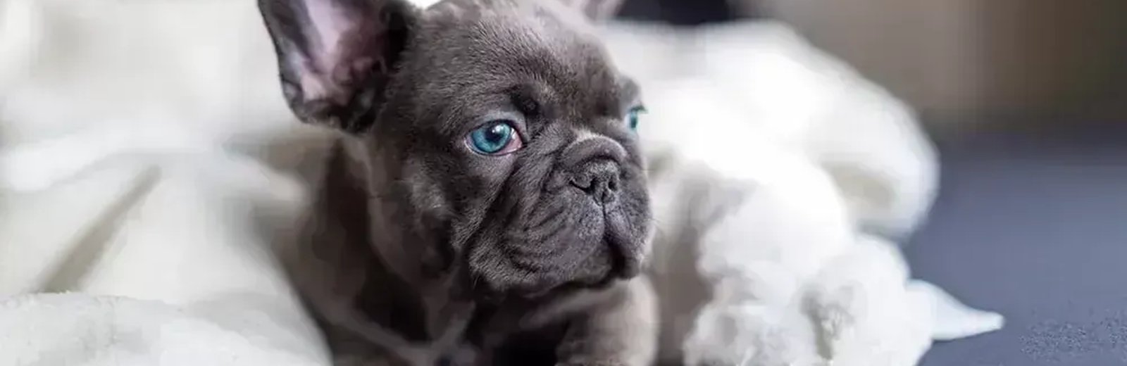 Dogs & Puppies
