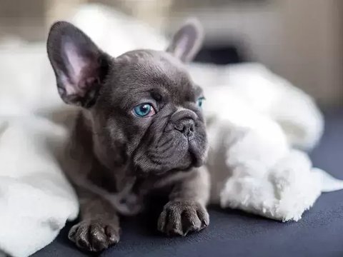 French Bulldog Puppy | Blue - French Bulldog Puppy | Blue