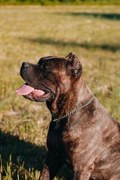 Cane Corso Puppy | Brindle - Cane Corso Puppy | Brindle