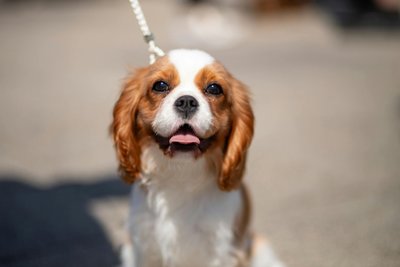 Cavalier King Charles Spaniel Puppy