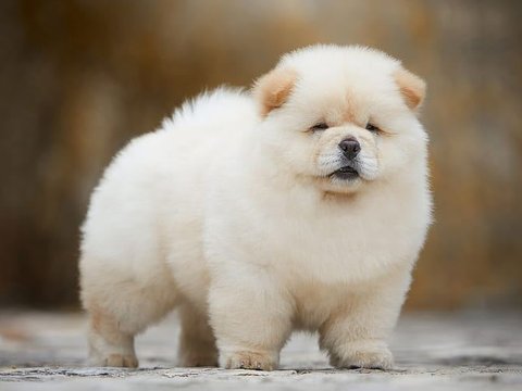Chow Chow Puppies - Chow Chow Puppies