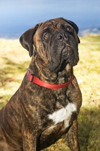 Bullmastiff Puppy